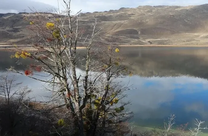 Uma vista serena das águas calmas da Laguna Cisnes, lar de aves nativas na região do Parque Patagônia.