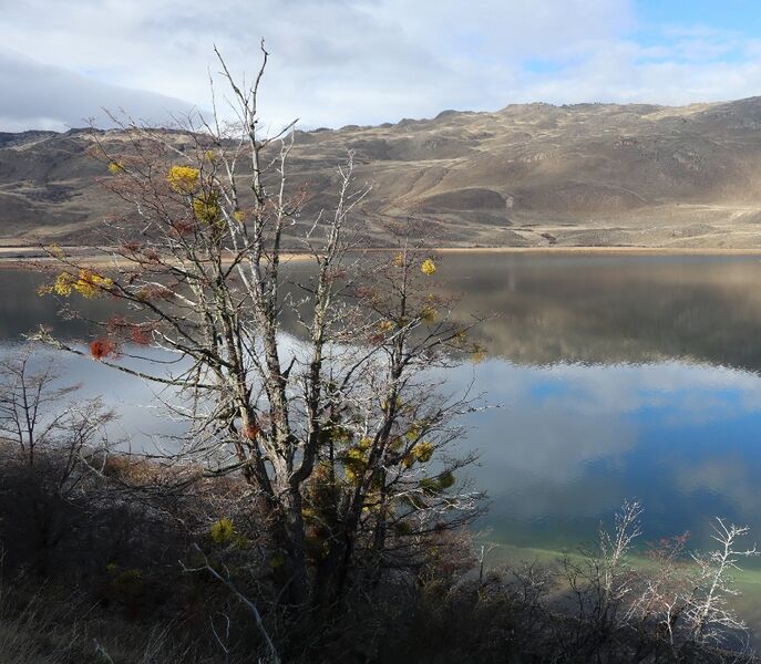 Una vista serena de las tranquilas aguas de la Laguna Cisnes, hogar de aves autóctonas en la región del Parque Patagonia.