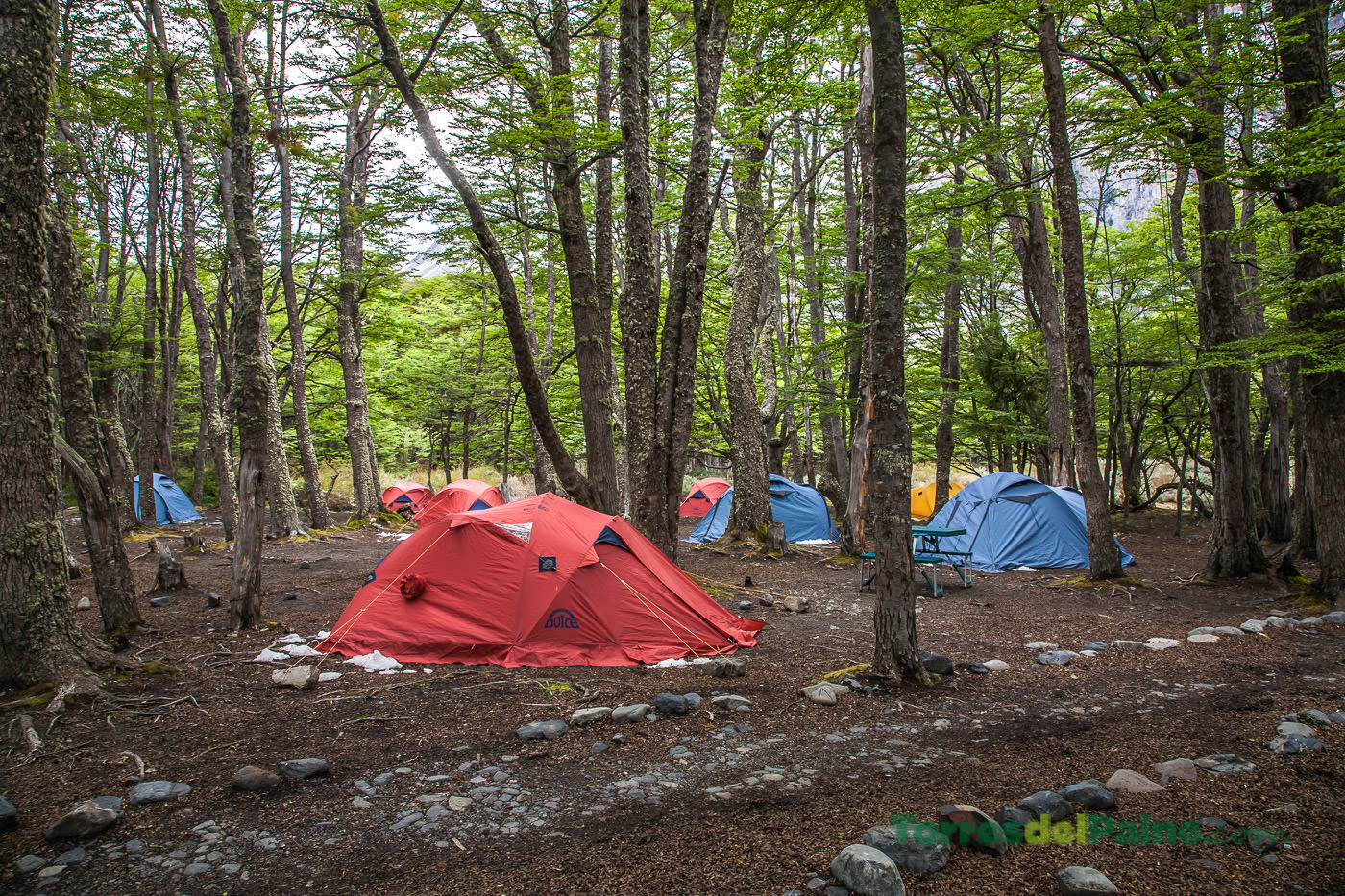 The rocky, forested terrain of Camping Los Perros with the glacier moraine visible in the distance.