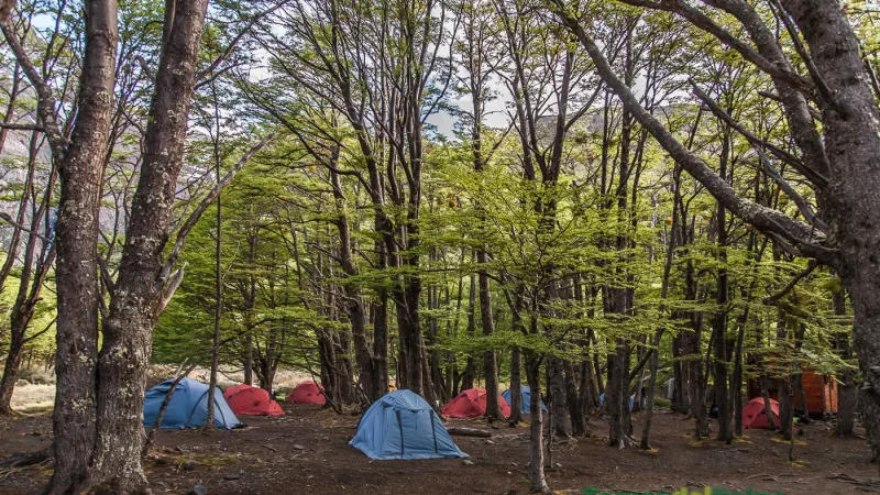 Wooden platforms for tents arranged amidst the thick vegetation of the Los Perros campground.