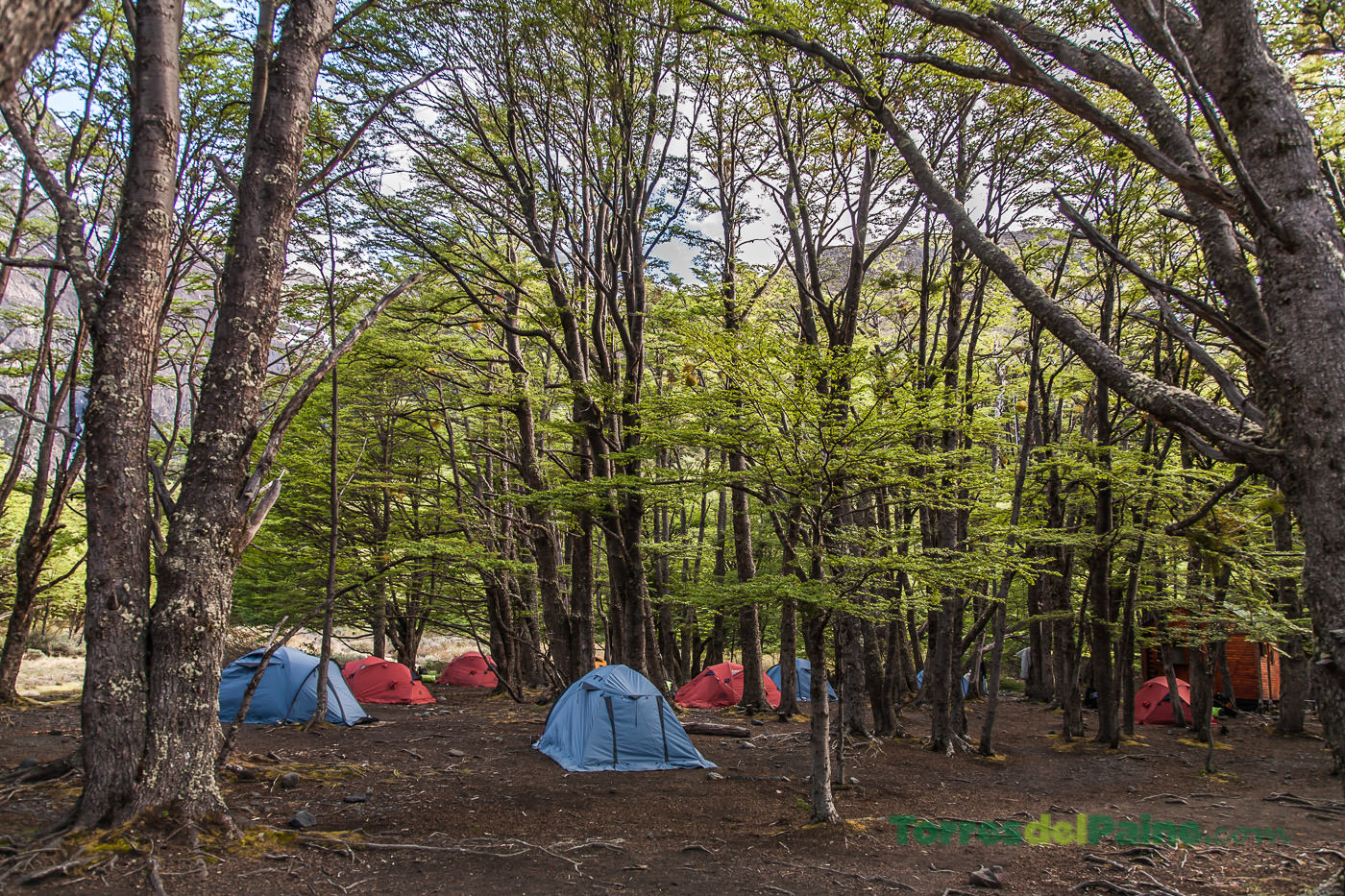 Wooden platforms for tents arranged amidst the thick vegetation of the Los Perros campground.