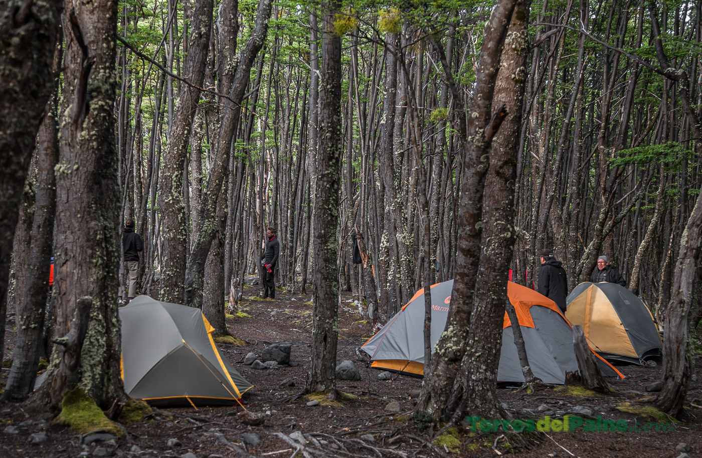 Backpackers preparing gear at a rustic campsite in the heart of the Los Perros forest.