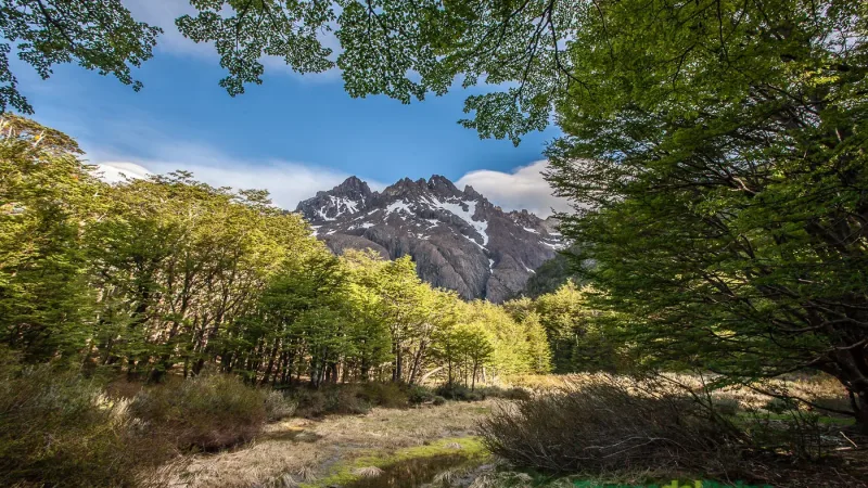 A quiet scene of colorful tents scattered among the moss-covered trees at Camping Los Perros.