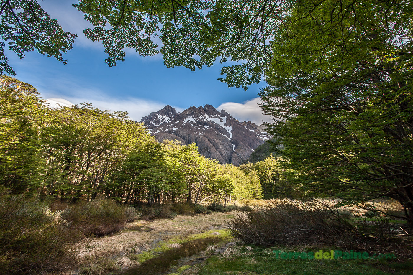 A quiet scene of colorful tents scattered among the moss-covered trees at Camping Los Perros.
