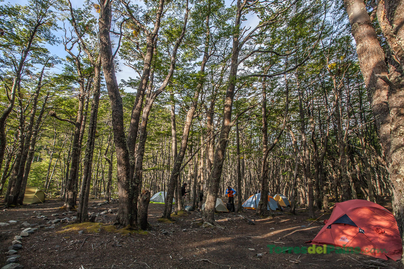 The winding trail leading through the forested slopes toward the Los Perros camping site.