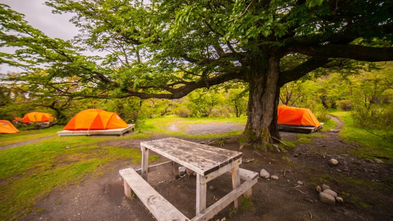 Tents situated on a slope in the dense Lenga forest at Camping Torres, near the base of the spires.