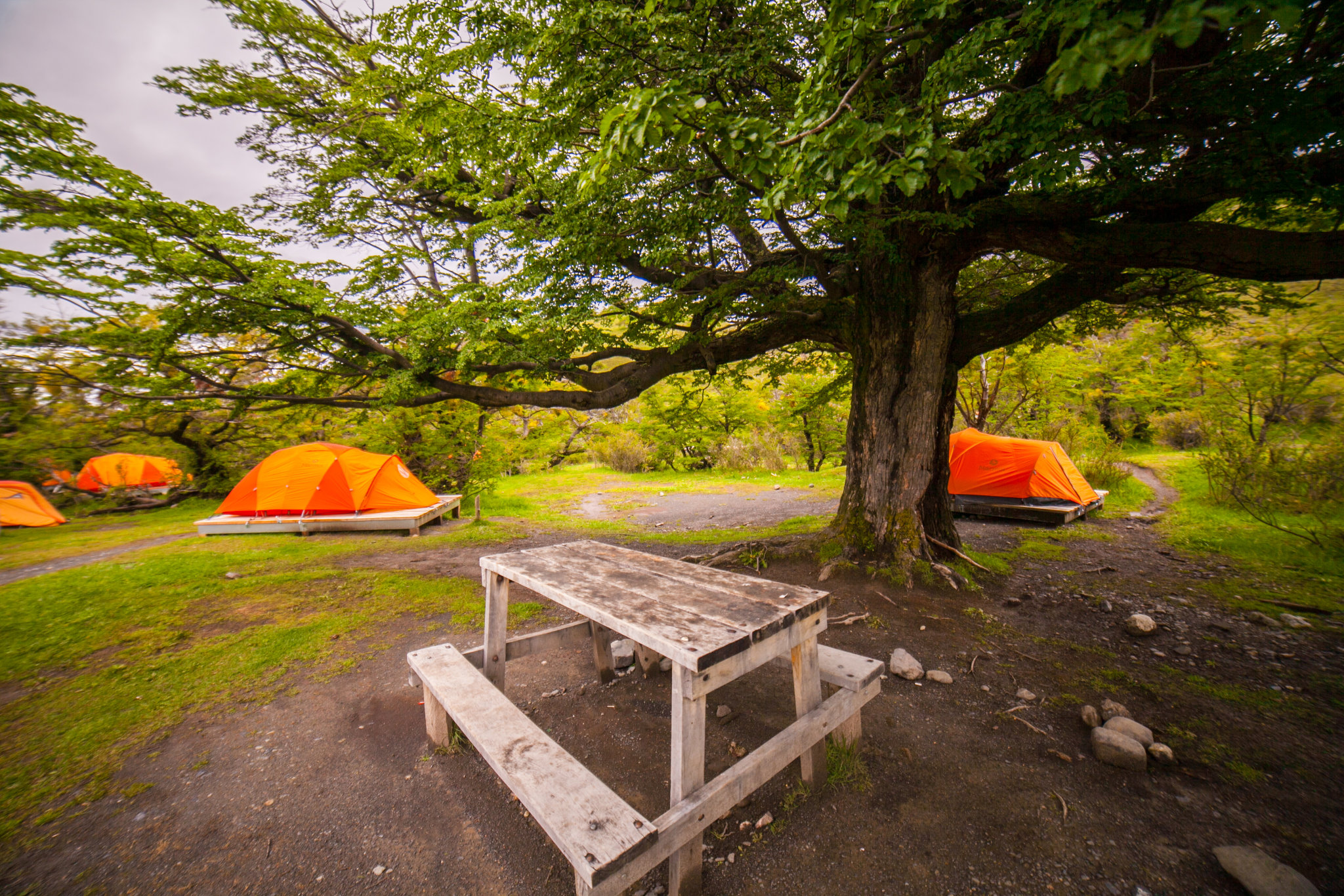 Tendas situadas numa encosta na densa floresta de Lenga, no Camping Torres, perto da base dos pináculos.