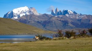 Guanacos salvajes pastando en la hierba cerca de la orilla de Laguna Azul bajo un cielo nublado.
