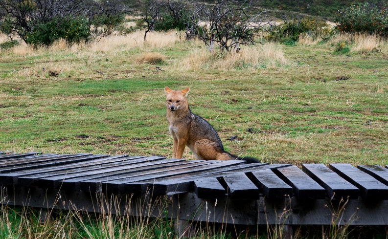 Hikers gathering near the base of the towering Paine Grande peak in the heart of the national park.