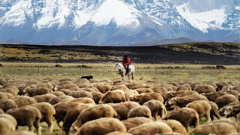 Vista aérea que muestra cómo el diseño de Tierra Patagonia se integra a la perfección en el ondulado paisaje de la pampa.