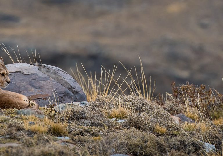 Flora and Fauna of Torres del Paine National Park