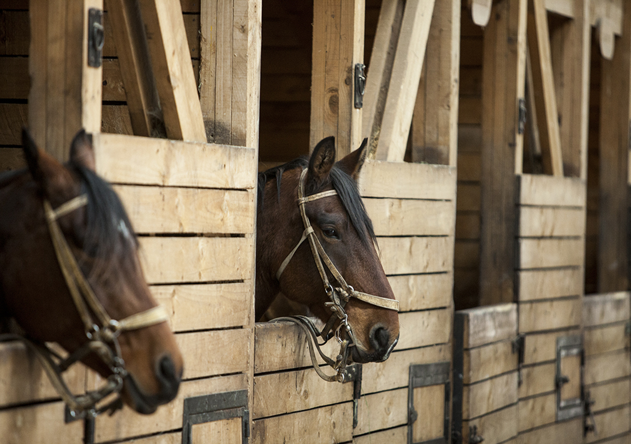 Un paseo marítimo de madera que conduce desde el hotel hacia las orillas del lago Pehoé.
