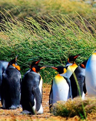 Una colonia de pingüinos de Magallanes en las costas cubiertas de hierba de la Isla Magdalena.