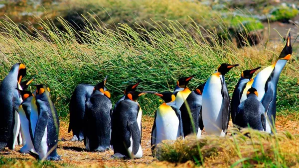 Uma colônia de pinguins-de-magalhães nas margens gramadas da Ilha Magdalena.
