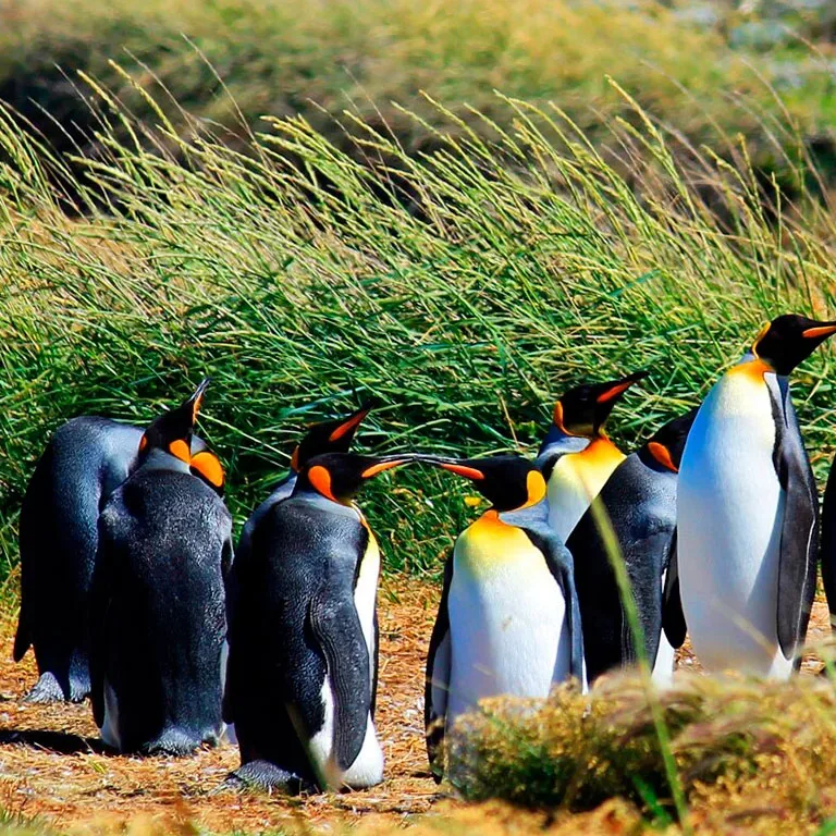 Los Pingüinos Natural Monument: the Magdalena Island colony