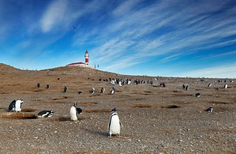 Navegación a Pingüinera de Isla Magdalena