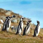 Navigation to Magdalena Island Penguin Colony