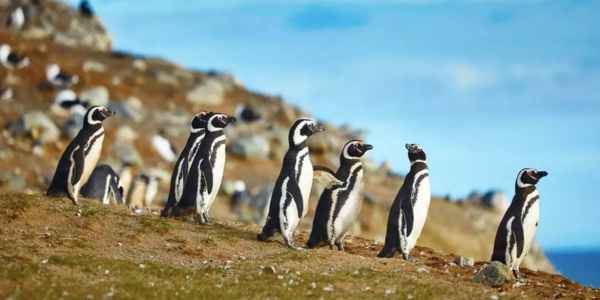 Navegação até a colônia de pinguins da Ilha Magdalena