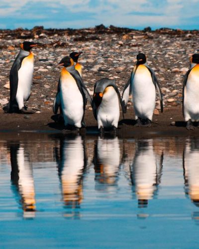 Reserva Natural Pingüino Rey