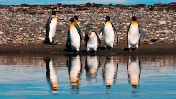 Reserva Natural do Pinguim Rei
