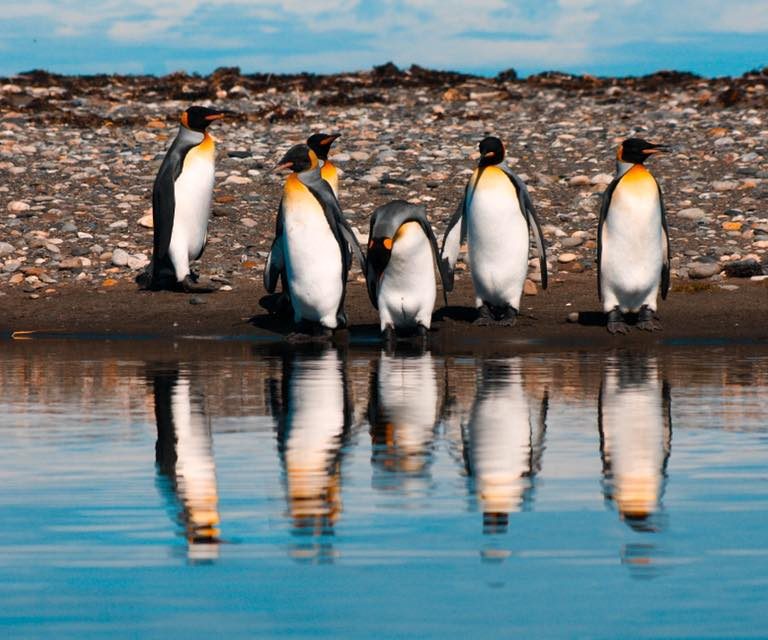 Reserva Natural Pingüino Rey