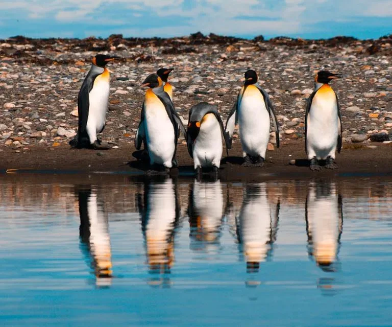 King Penguin Nature Reserve