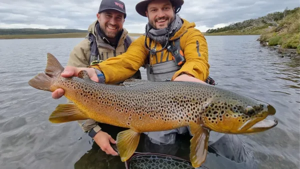 Close-up of a large brown trout being carefully released back into the water after being caught.