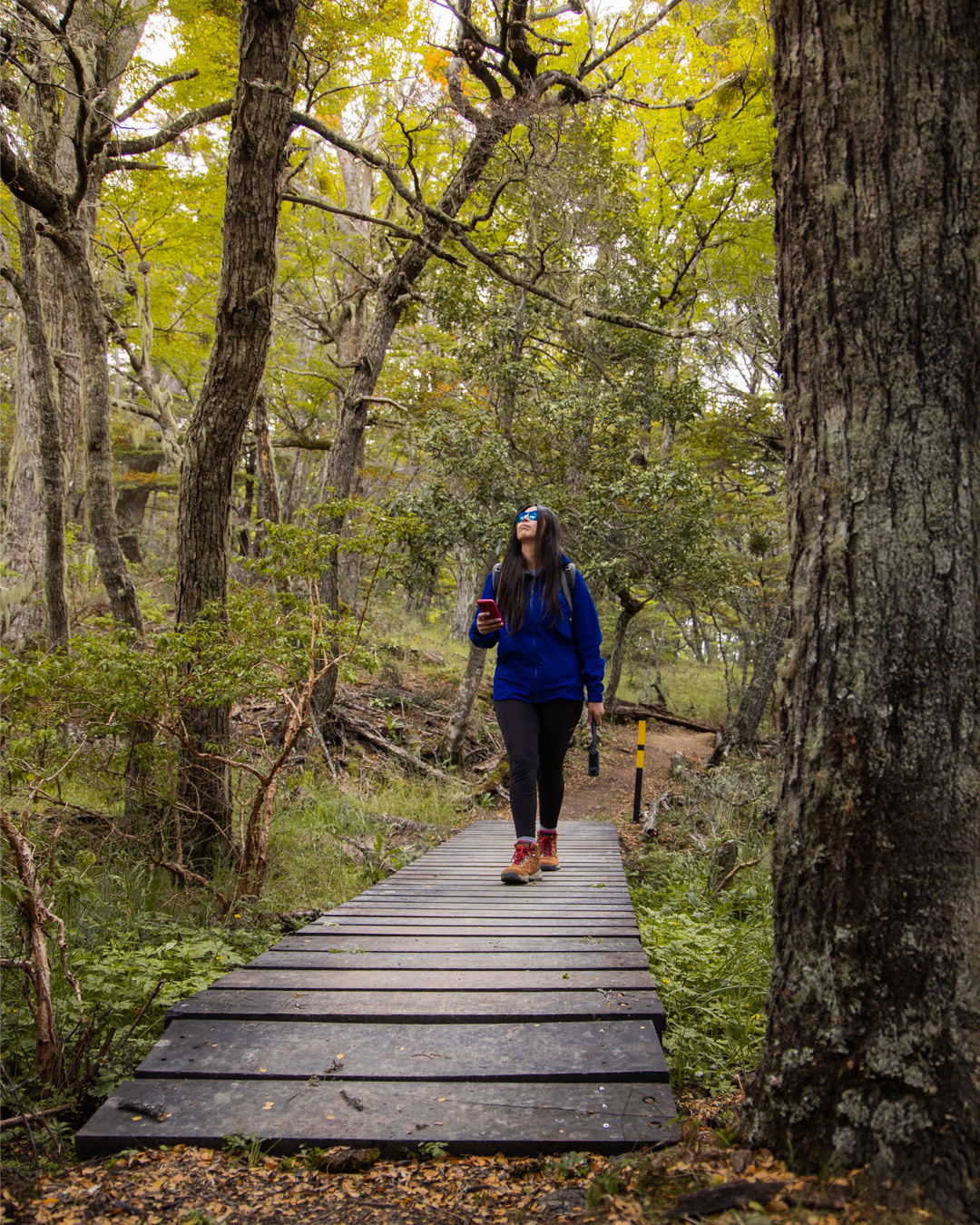La luz del sol se filtra a través de la densa copa de los árboles autóctonos de lenga en el bosque de pájaros carpinteros.