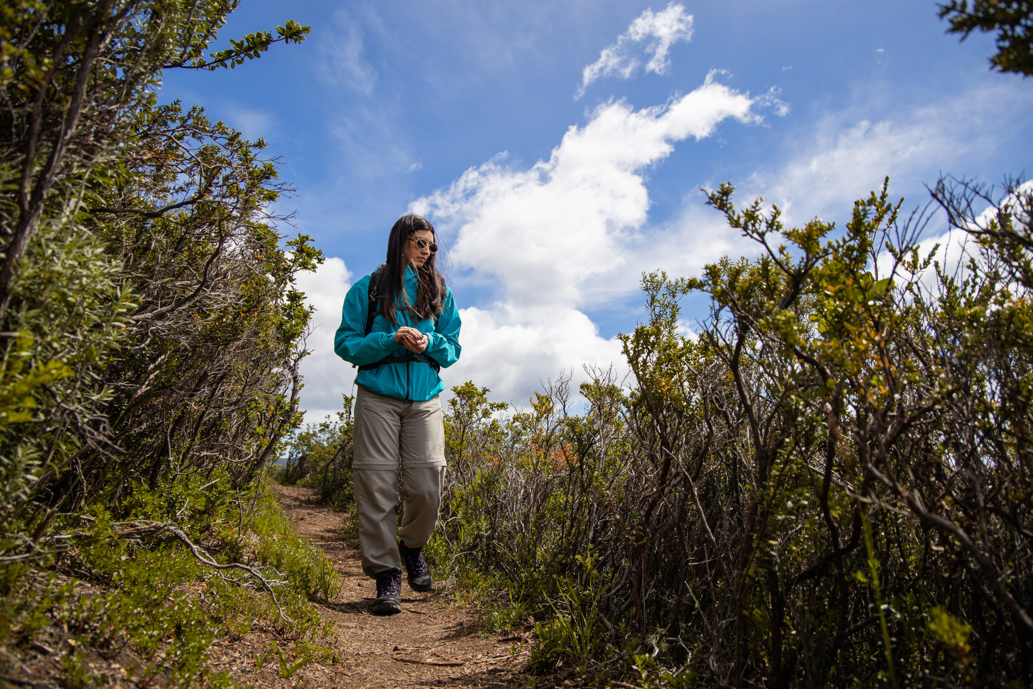 Un sendero de tablones de madera que serpentea a través del bosque patagónico autóctono.