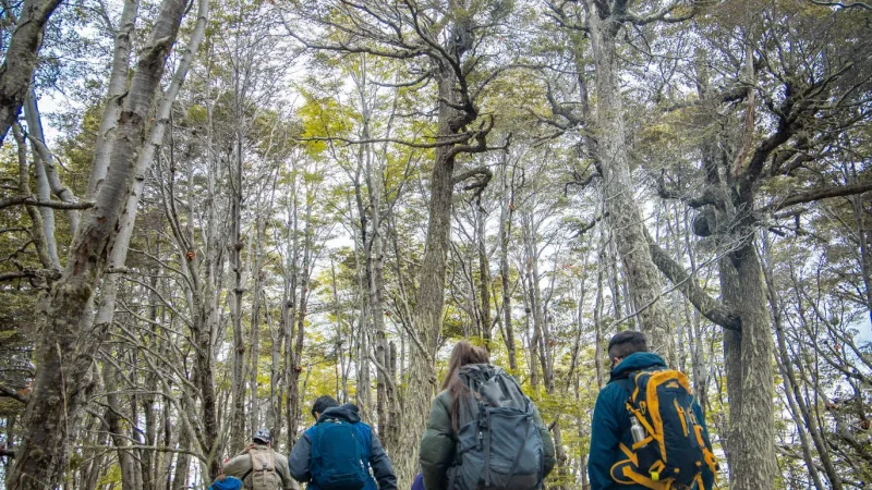 The tranquil atmosphere of the woods along the Bosque de los Carpinteros trail.