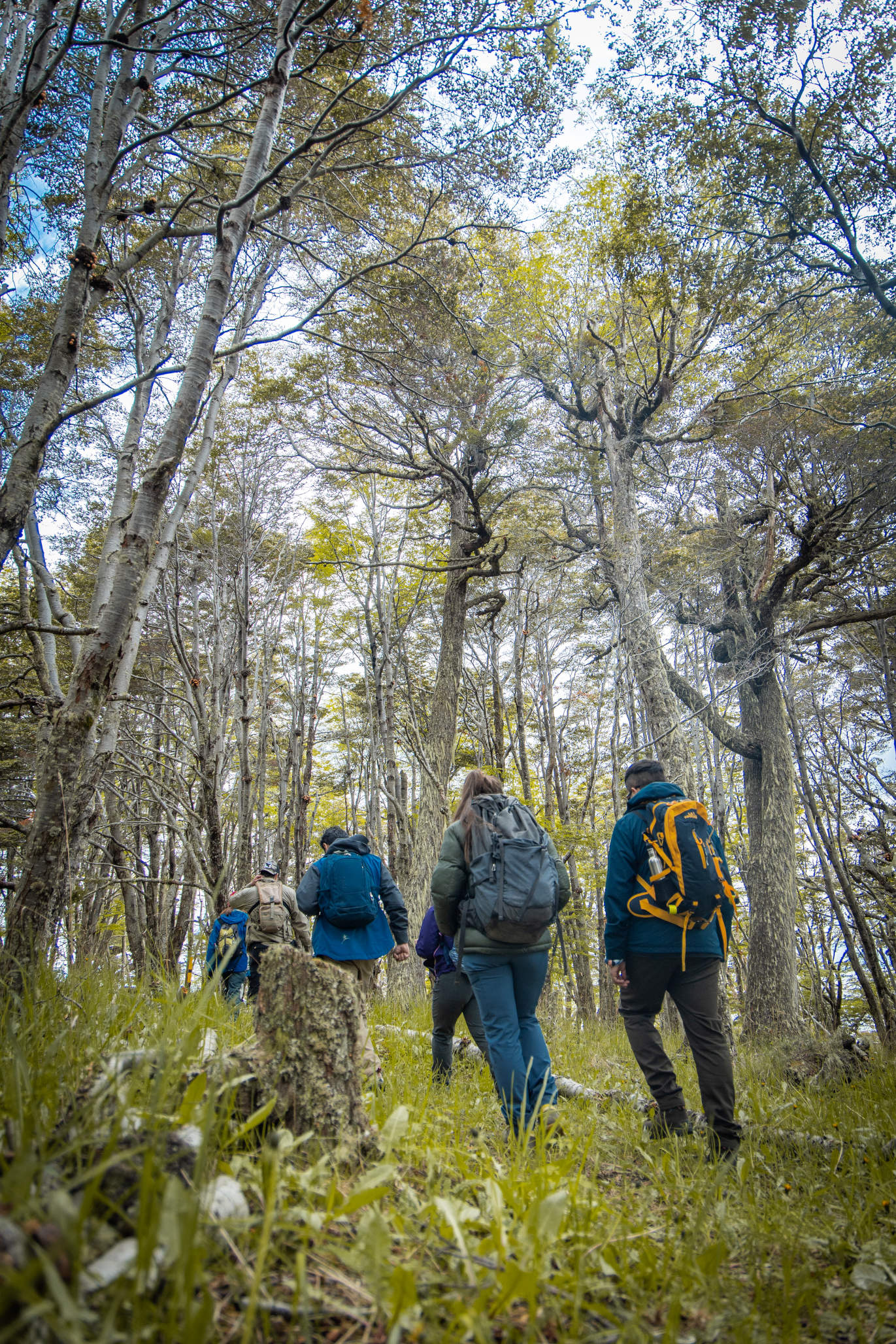 El ambiente tranquilo del bosque a lo largo del sendero Bosque de los Carpinteros.