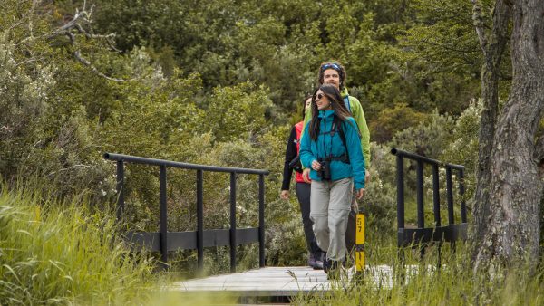 Woodpecker Forest Trail