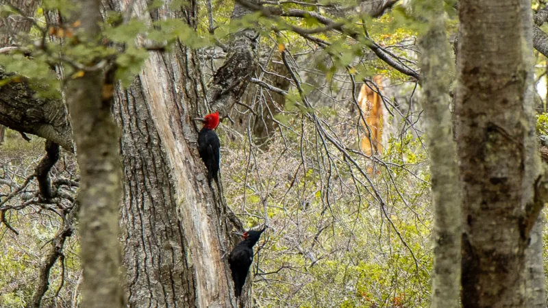 A Magellanic Woodpecker with its distinctive red head perched on a tree trunk.