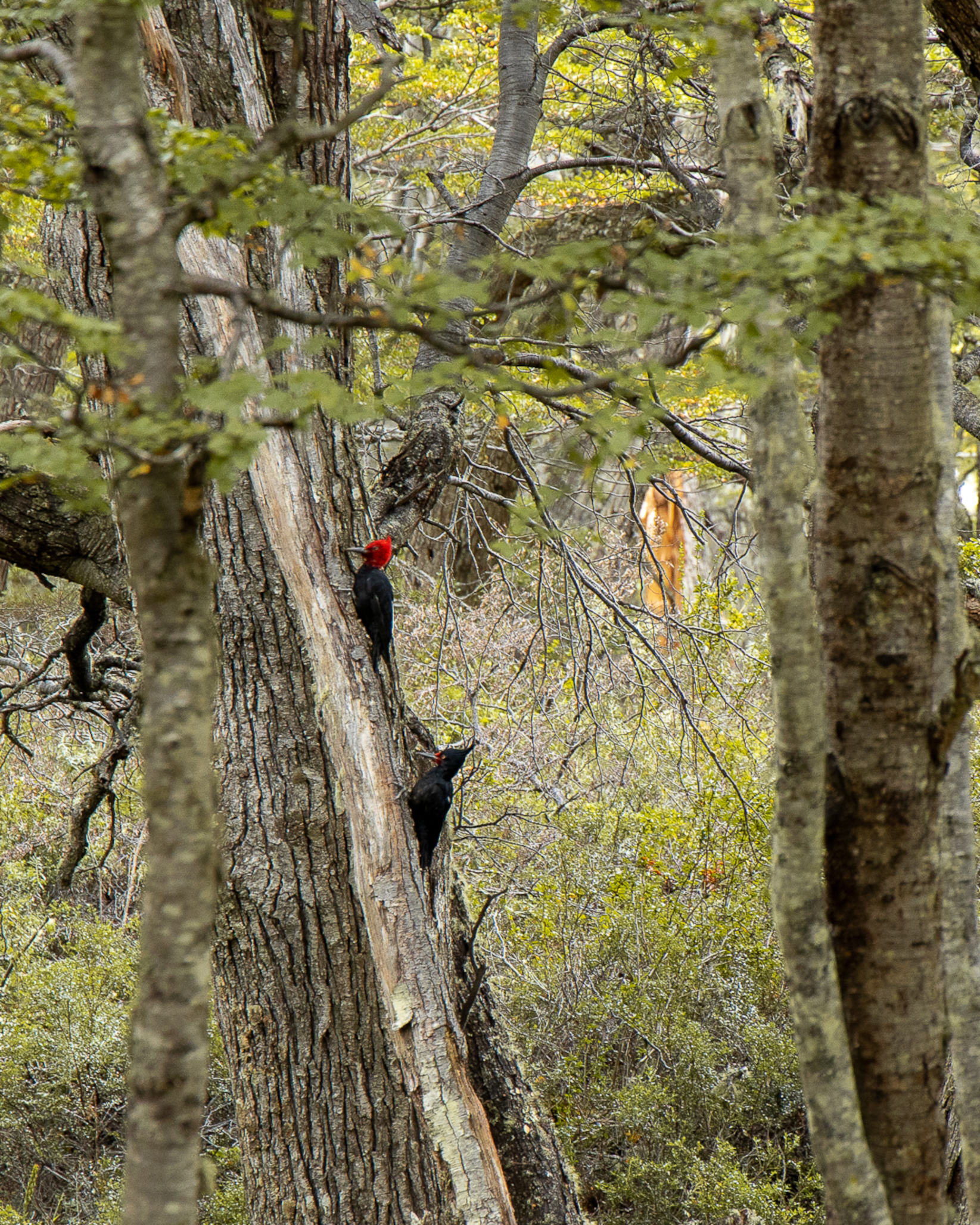 Un pájaro carpintero de Magallanes, con su característica cabeza roja, posado en el tronco de un árbol.