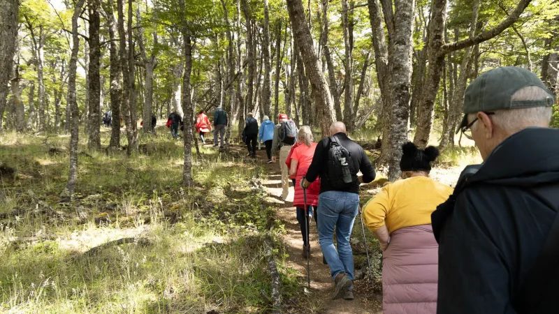 A narrow winding path surrounded by thick ferns and Patagonian shrubbery.