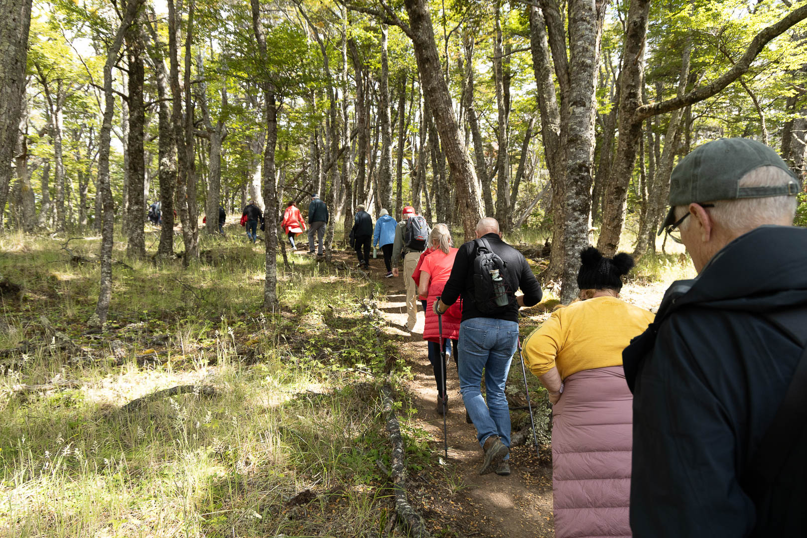 Un sendero estrecho y sinuoso rodeado de helechos espesos y arbustos patagónicos.