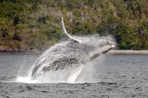 Ballena jorobada saltando sobre el mar en la Patagonia, con bosque nativo al fondo cerca de Punta Arenas.