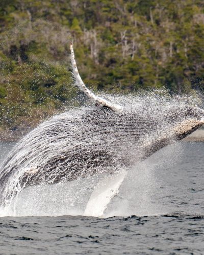 Ballena jorobada saltando sobre el mar en la Patagonia, con bosque nativo al fondo cerca de Punta Arenas.