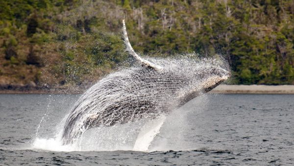 Avistamiento de Ballenas y Glaciares desde Punta Arenas