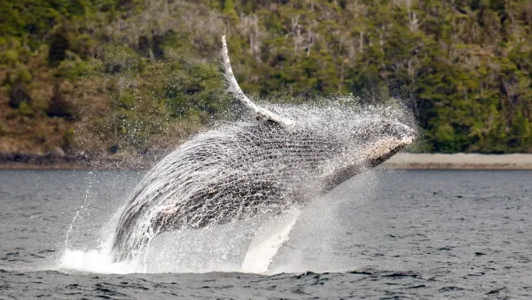 Ballena jorobada saltando sobre el mar en la Patagonia, con bosque nativo al fondo cerca de Punta Arenas.