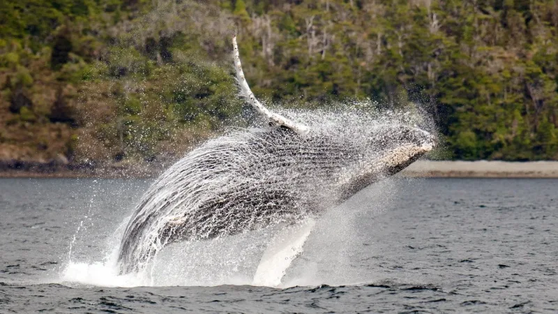 Ballena jorobada saltando sobre el mar en la Patagonia, con bosque nativo al fondo cerca de Punta Arenas.