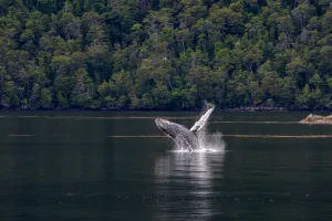 Ballena jorobada saltando fuera del agua en un canal patagónico rodeado de bosque nativo cerca de Punta Arenas