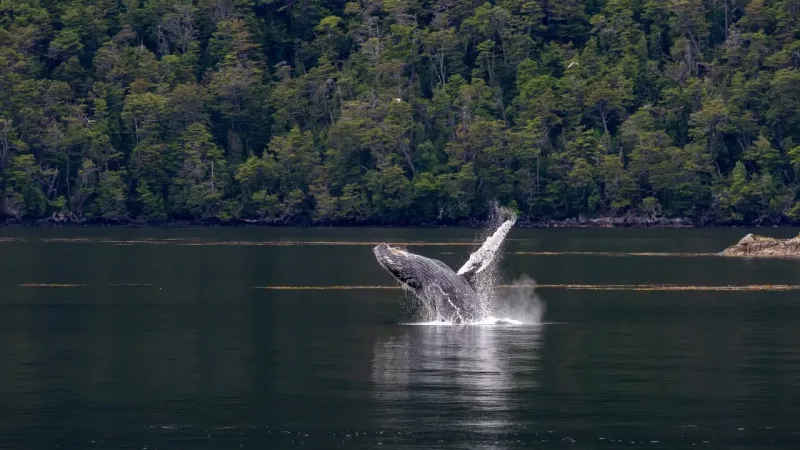 Humpback whale breaching from calm dark waters near Punta Arenas, with a dense green forest shoreline in the background
