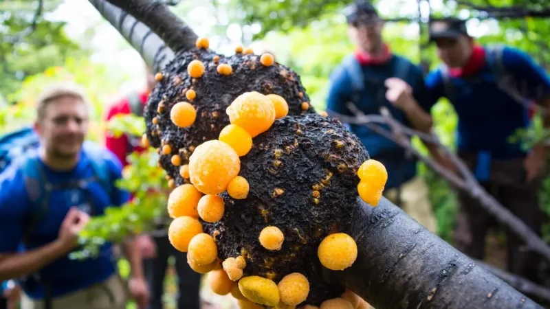 Orange fungal growths on a dark tree branch in Patagonian forest, with hikers with backpacks blurred in background