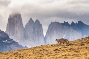 W Trek 7 days – EcoCamp Patagonia