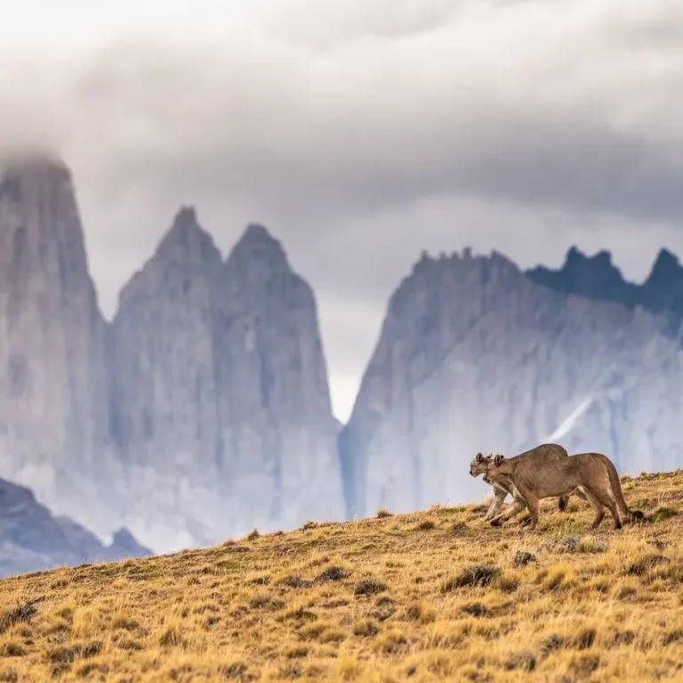 W Trek 7 days – EcoCamp Patagonia