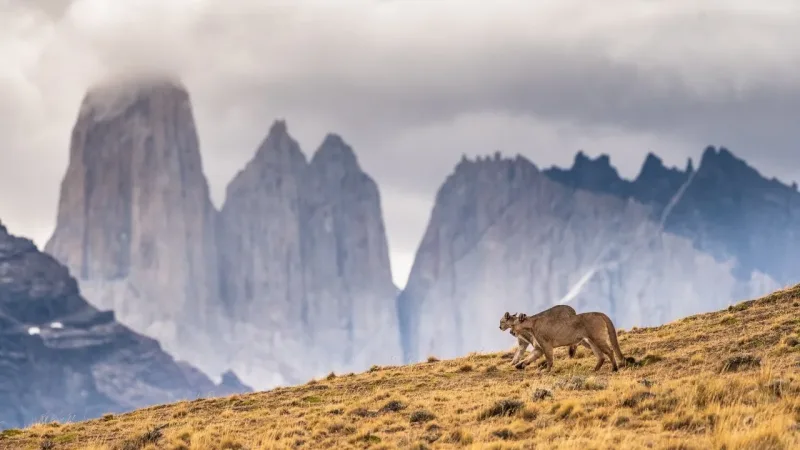 Two pumas walking across a grassy hillside with the dramatic granite towers of Torres del Paine in misty background